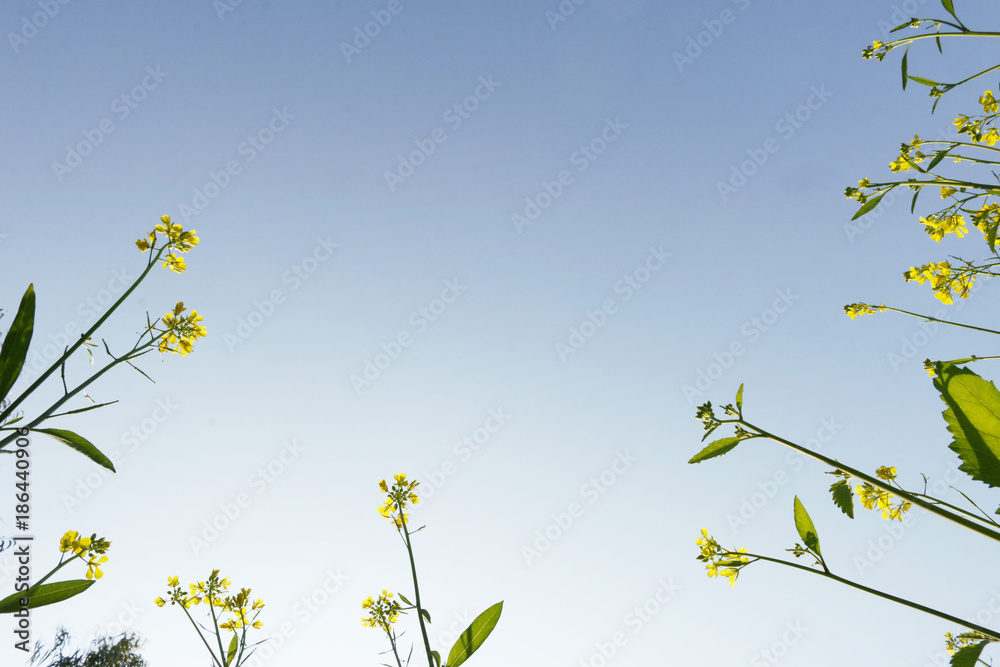 Mustard Fields - Brassica rapa