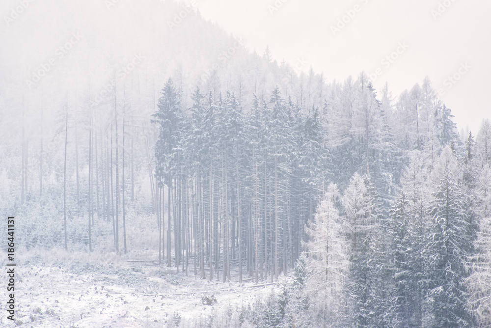 winter wallpaper, pine trees covered with snow