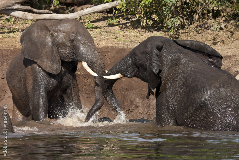 Fototapeta premium Elephant Mud Bath - Botswana