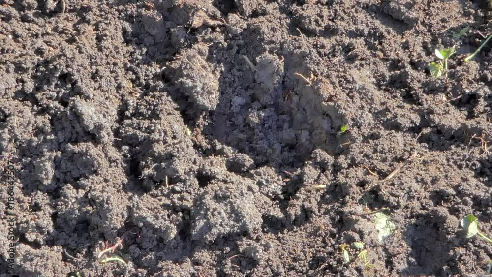 Man digging holes with spade, prepare the ground for planting, scene of agricultural works at countryside. Man digging holes with spade, prepare the ground for planting, scene of agricultural works at countryside.