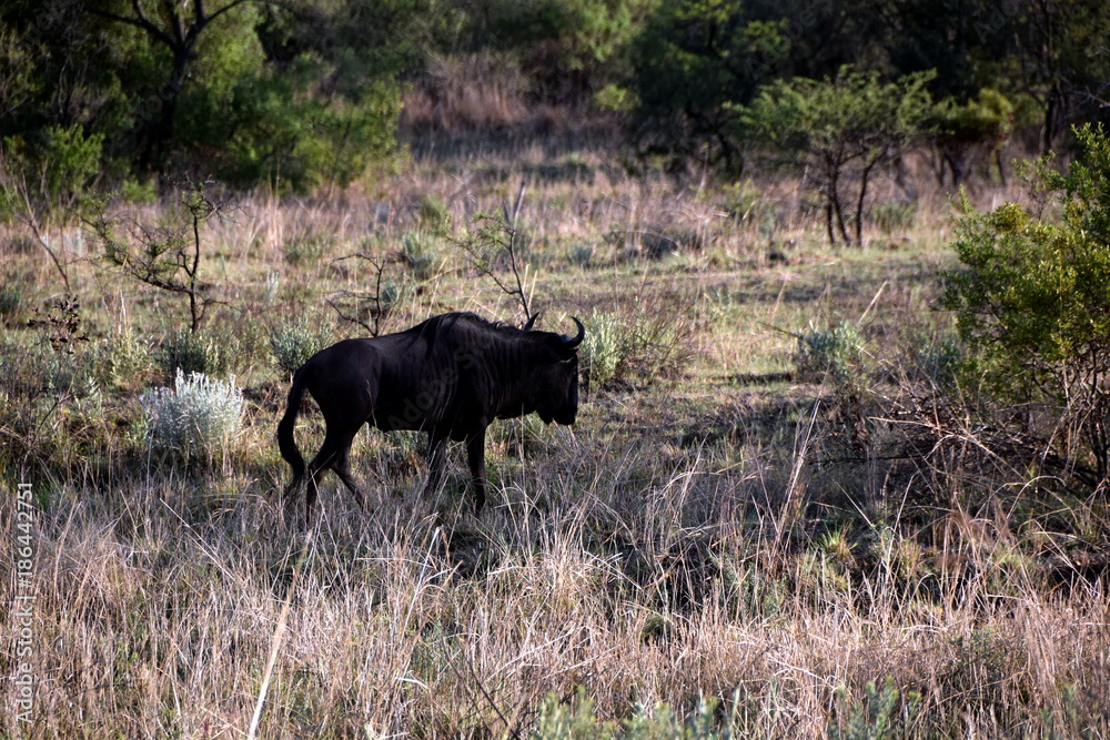 2015-10 Südafrika 2015-10 Südafrika