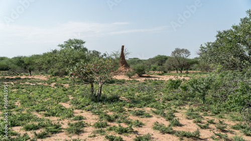 Huge termite mound in Africa, South Ethiopia, Omo valley photo