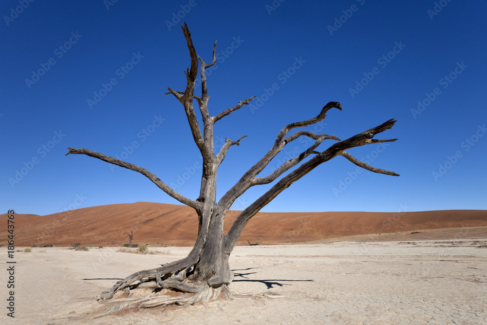 Petrified tree at Dead Vlei salt pan near Sossusvlei in the Namib Desert in Namibia Petrified tree at Dead Vlei salt pan near Sossusvlei in the Namib Desert in Namibia