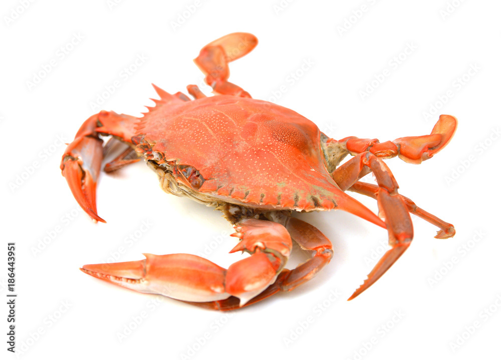 Steamed Blue Crab on white background, one of the symbols of Maryland State and Ocean City
