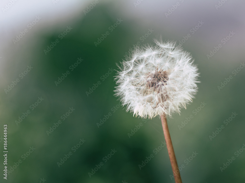 Obraz premium dandelion