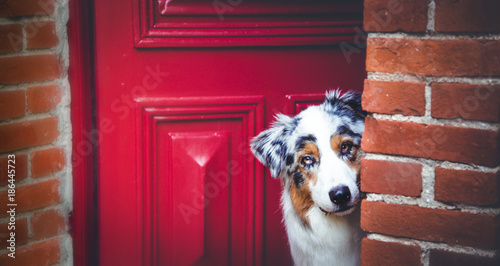 Hund schaut aus einer roten Tür raus. 