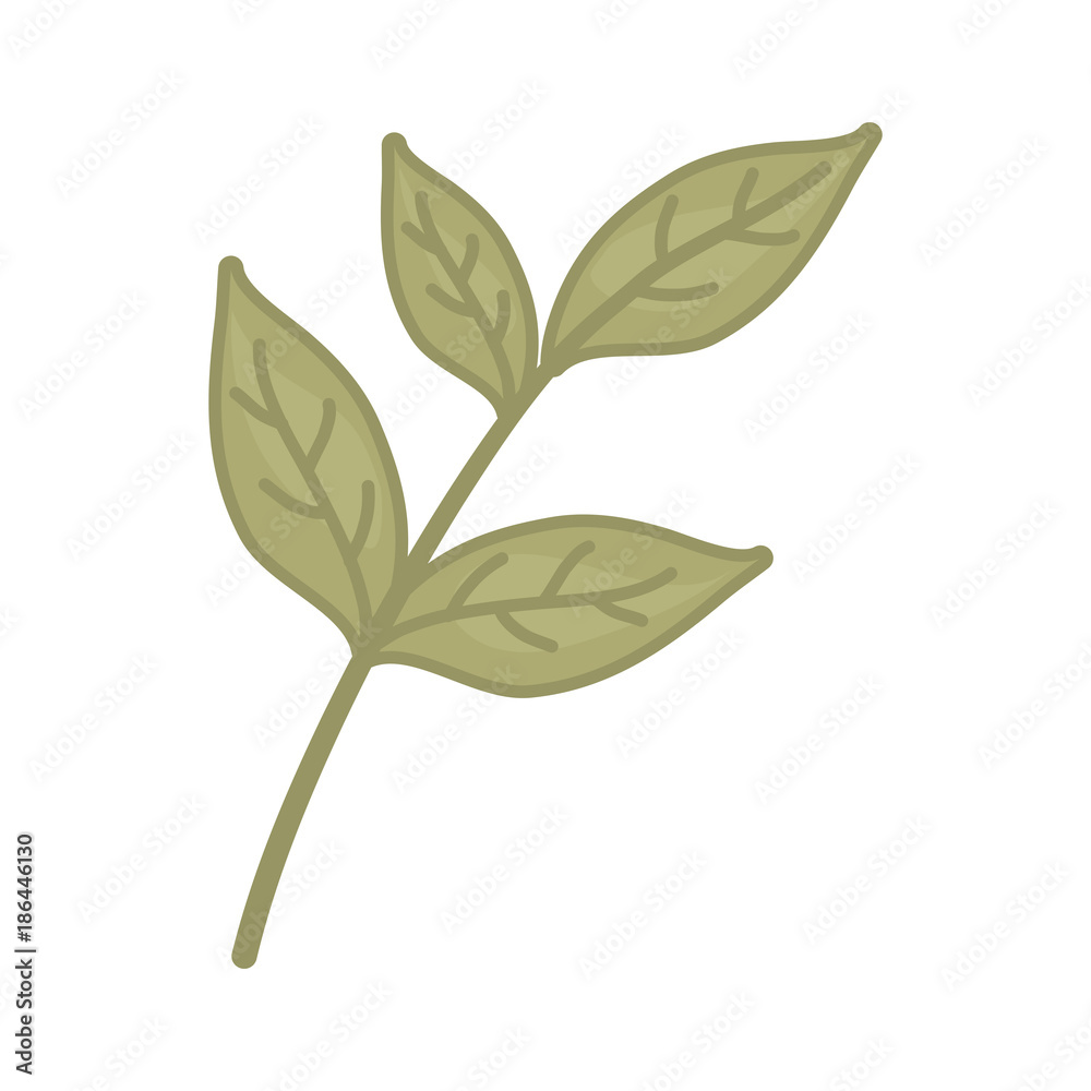 Obraz premium Tea leaf plant