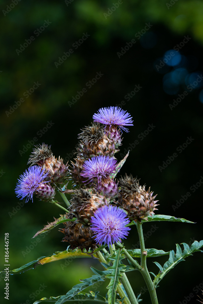 Obraz premium Thistle