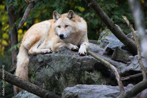 eastern timber wolf