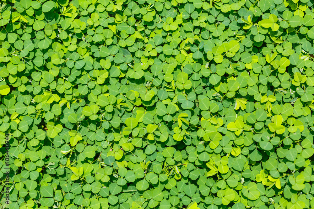 Three-flower beggarweed foliage Three-flower beggarweed foliage