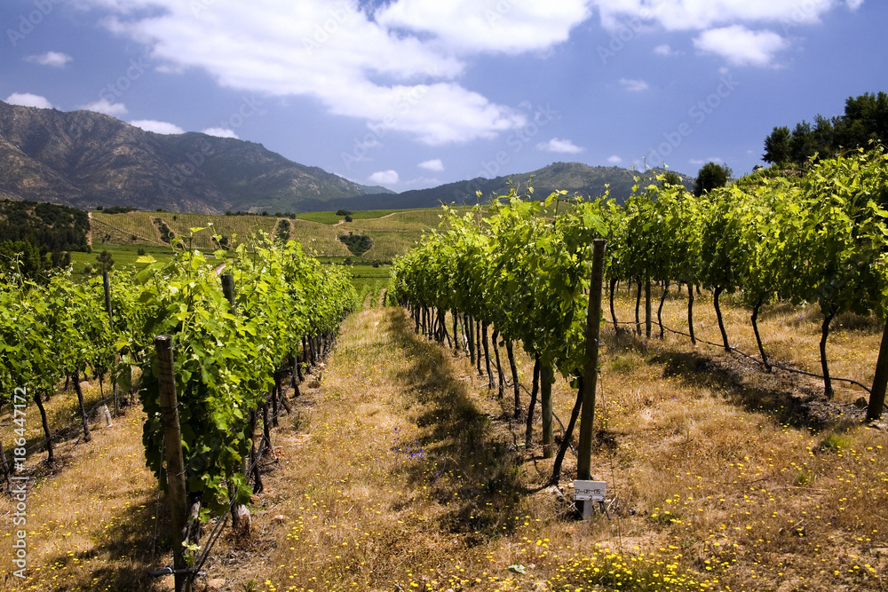 Chilean Wine - Vineyards - Chile