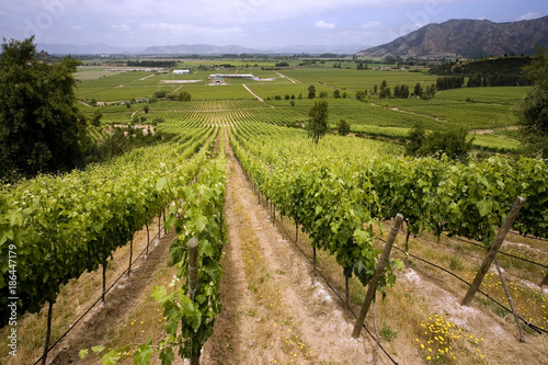 Chilean Wine - Vineyards - Chile photo