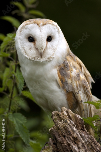 Barn Owl (Tyto alba) - United Kingdom