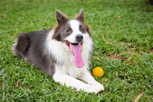 Border Collie playful lying on the grass of the park waiting for the owner to play.
