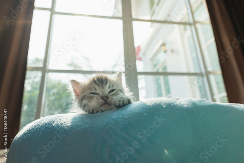 Fototapeta Naklejka Na Ścianę i Meble -  Cute kitten on bed