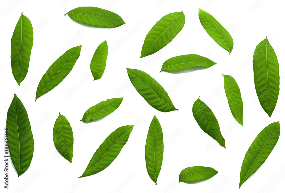 Green leaf isolated on white background, with Clipping Path Green leaf isolated on white background, with Clipping Path