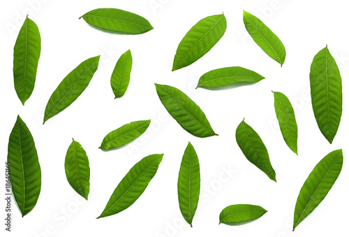Green leaf isolated on white background  with Clipping Path