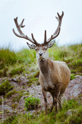 Cervo in Scozia