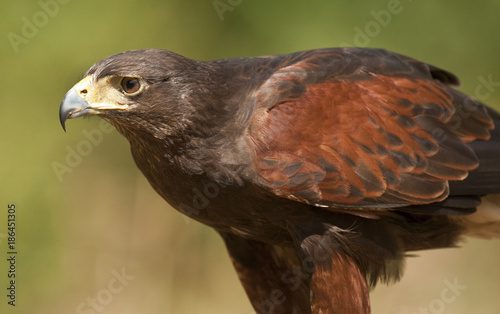 Golden Eagle