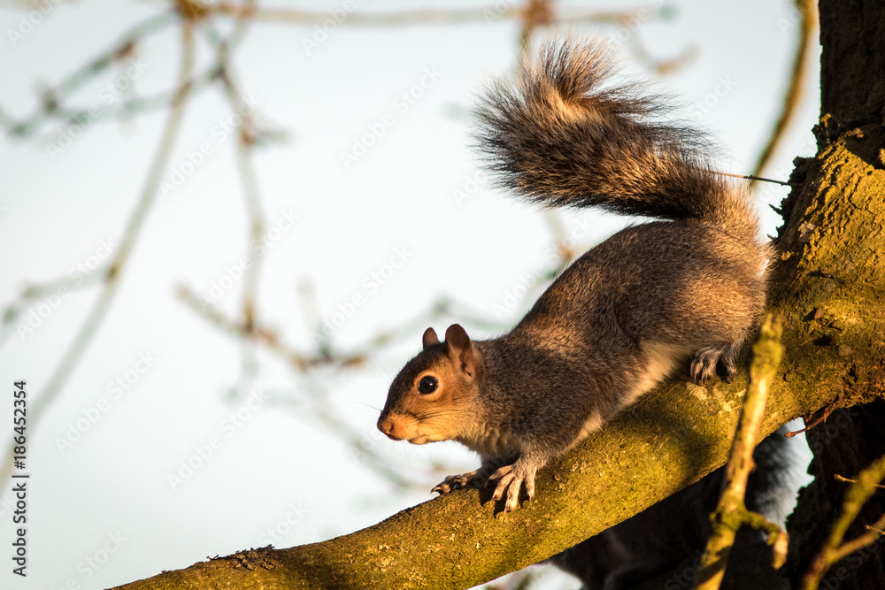 Obraz premium Grey Squirrel in Winter Sunset