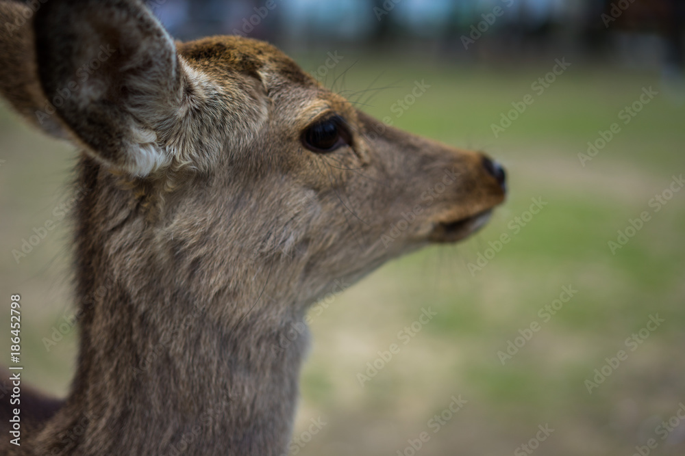 Deer Deer