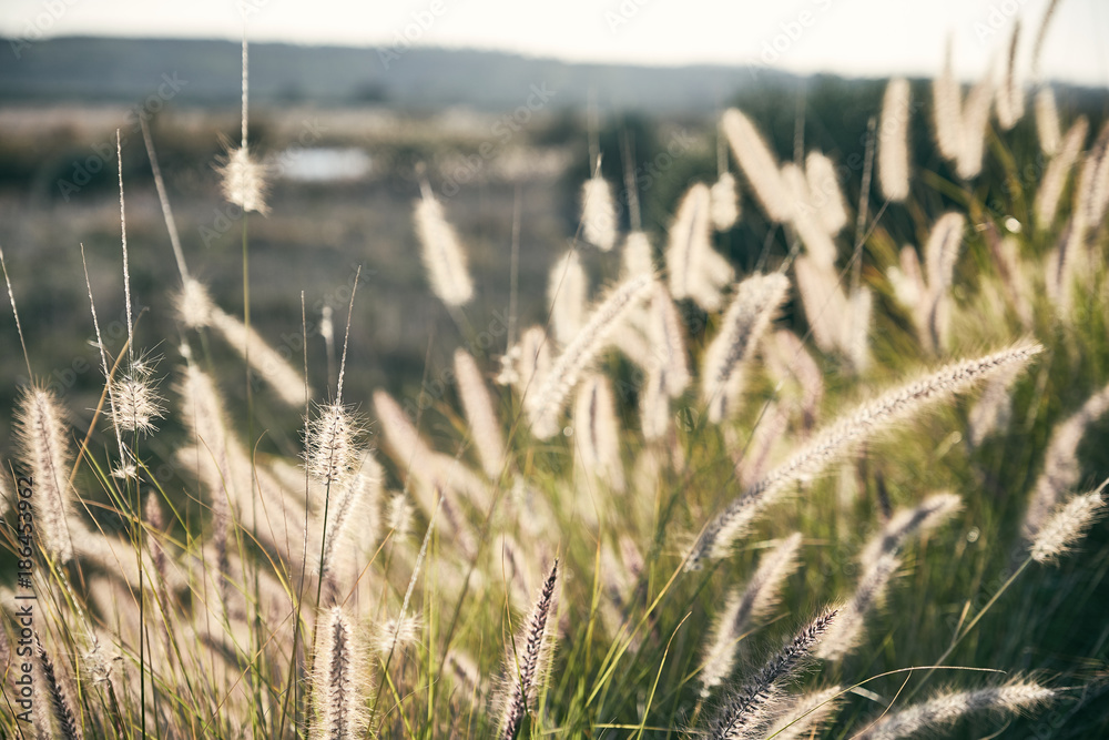 Fototapeta premium Canne con fiori secchi a margine di fiume