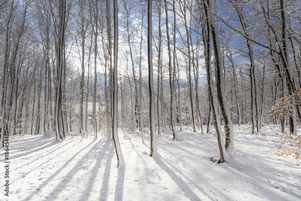 Naklejka premium Beautiful winter forest tree sun snow landscape hiking in mountains