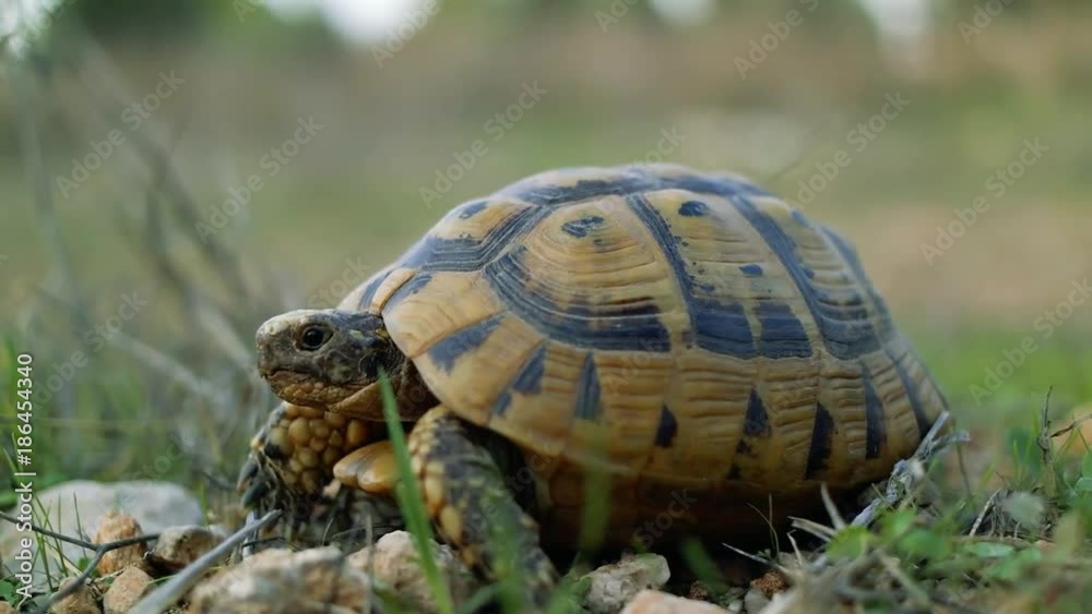 The land turtle in spring grass looking at the camera The land turtle in spring grass looking at the camera