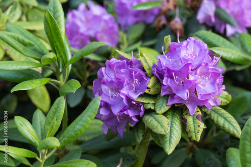 beautiful purple rhododendron flowers in a garden at springtime.