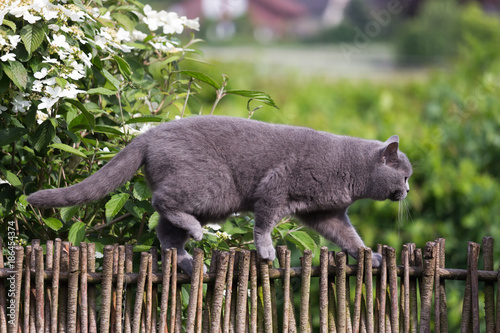 british shorthair cat hunting birds on garden fence, climbing and balancing very skillful.