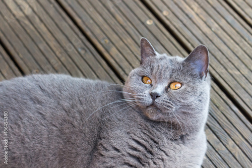 British short hair cat relaxing on wooden terrace