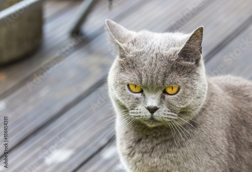 british short hair cat under the garden table