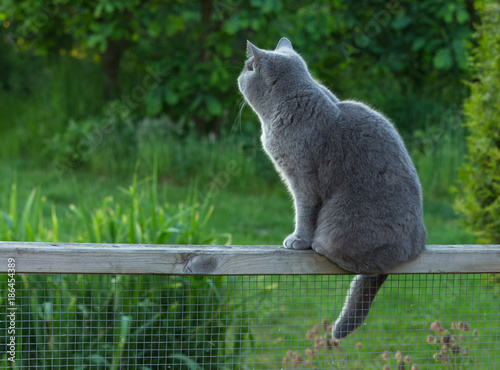 British shorthair cat sitting on the garden fence, looking outside and looking curiously at birds. green grass and trees in the background in the evening sun.