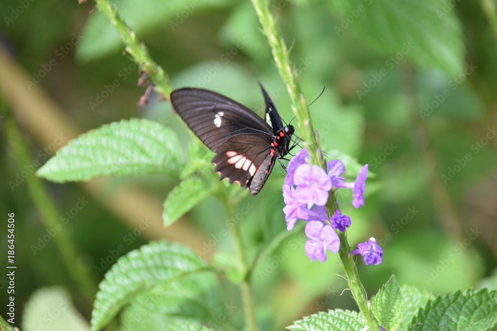 Butterfly, Carara National Park, Costa Rica Butterfly, Carara National Park, Costa Rica