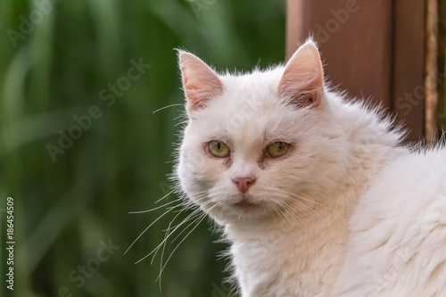 cute white cat in the garden