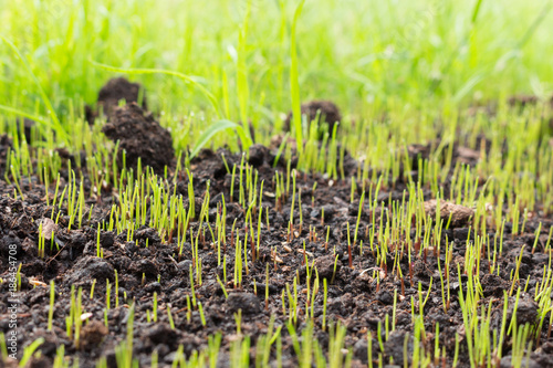 grass seeds begin to grow on new soil in the garden photo