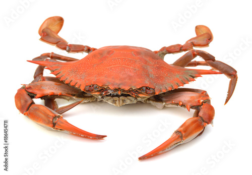 Steamed Blue Crab on white background photo