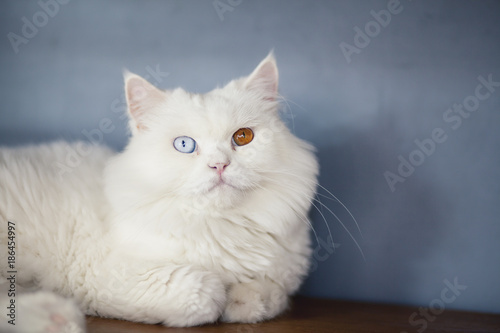 Persian white cat © eak8dda