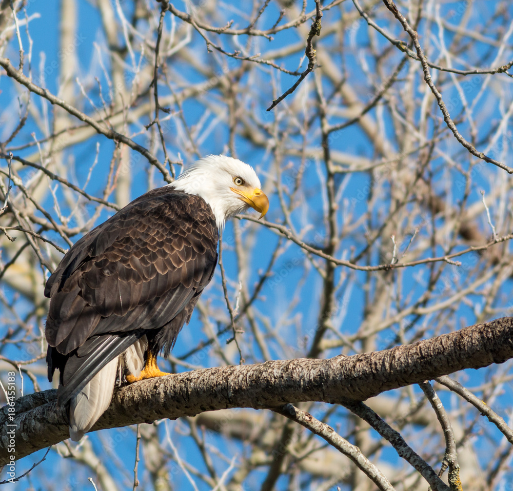 Bald Eagles Bald Eagles