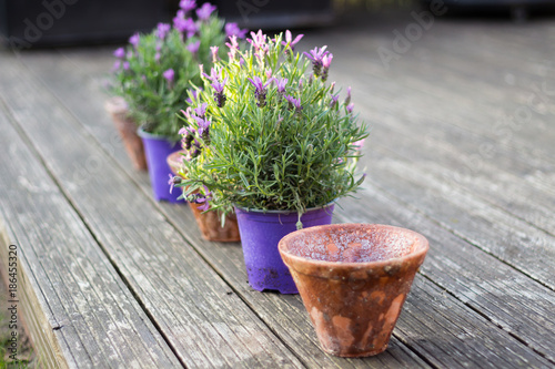 Vintage style flower pots and potted lavender plants, standing in a row on a wooden terrace in the garden. Plants need to be planted in bigger pots.