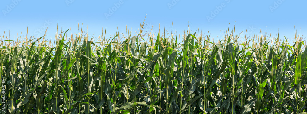 Panoramic of corn growing on farmland. Blue sky in the background. - obrazy, fototapety, plakaty 