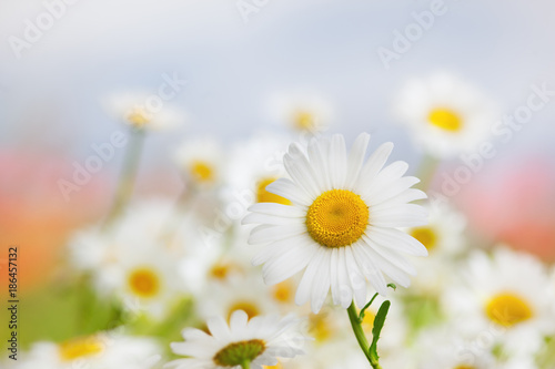 Chamomile among flowers