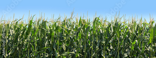 Photo Panoramic of corn growing on farmland