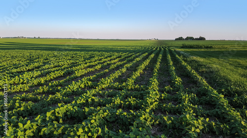 Soybean crop growing in a rural farmland