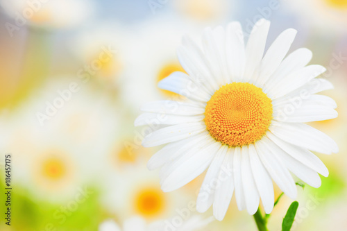 Fototapeta Naklejka Na Ścianę i Meble -  Chamomile among flowers