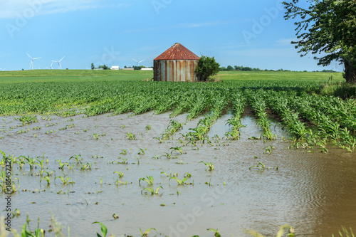 Εκτύπωση καμβά Corn field flooded by summer rain