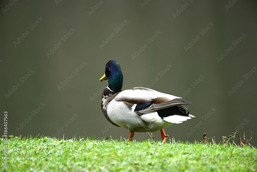 Enten und Wildgänse am Wasser Enten und Wildgänse am Wasser