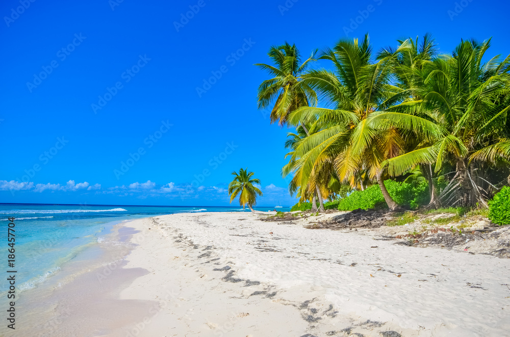 Palm trees on the ocean on a beautiful Sunny day