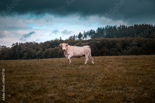 Cow under stormy clouds on a field
