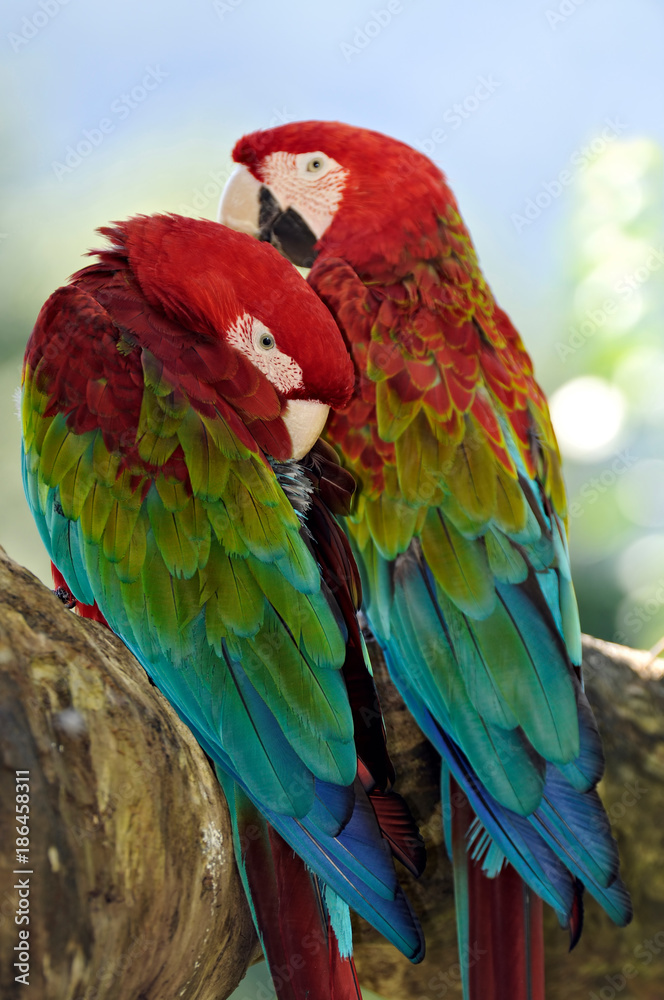 Obraz premium Red-and-Green Macaw, (Ara chloroptera)